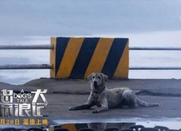 忠犬流浪记,流浪犬的逆袭之路